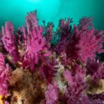 Peniche: 2 Guided Dives in the Berlenga Biosphere Reserve - Starting Point and Logistics in Peniche