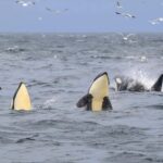 Personal Whale Watching Adventure From Tromsø - How the Tour Starts at Tromsø Harbour