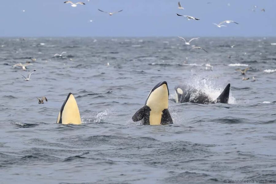 Personal Whale Watching Adventure From Tromsø - How the Tour Starts at Tromsø Harbour