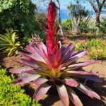 Pico Arieiro, Santana, São Lourenço & more  Full Day+PickUp - Climbing Pico do Arieiro for Breathtaking Views