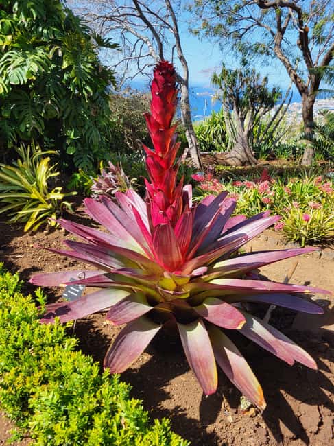Pico Arieiro, Santana, São Lourenço & more  Full Day+PickUp - Climbing Pico do Arieiro for Breathtaking Views