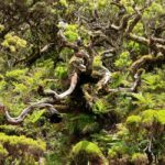 Pico island: discover the volcanic jewel of the Atlantic - Discovering Pico’s Volcanic Lagoons and Lava Tunnels