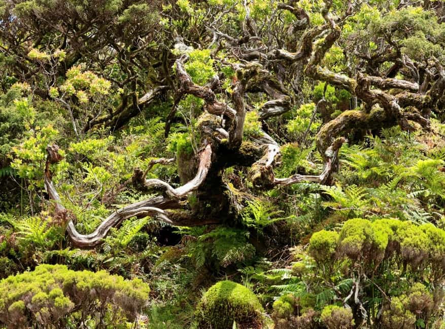 Pico island: discover the volcanic jewel of the Atlantic - Discovering Pico’s Volcanic Lagoons and Lava Tunnels