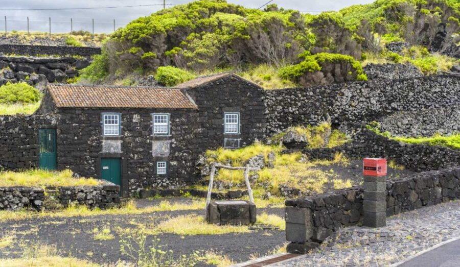 Pico Island: Full Day Wine Culture Tour - Starting Point at Madalena Ferry Terminal