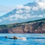 Pico Island: Whale Watching Experience from Lajes do Pico - The Departure Point at Futurismo Azores Adventures
