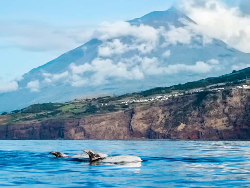 Pico Island: Whale Watching Experience from Lajes do Pico - The Departure Point at Futurismo Azores Adventures