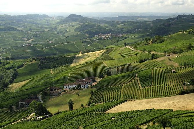 Piemonte Vineyards by Yourself from Turin - Business Car with English Chauffeur - Starting from Turin: Hassle-Free Vineyard Exploration