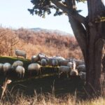 Pienza: Dairy Farm Tour with Pecorino Cheese Tasting - Flexibility and Booking Details