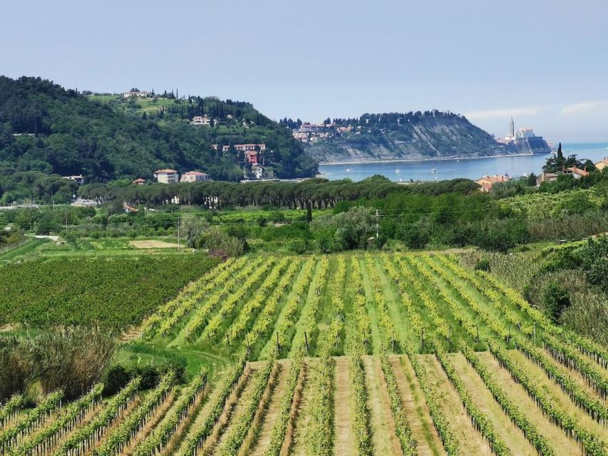 Piran: 5-Course Boutique Food Tour with Electric Bikes - About the Tour’s Location in Piran and Portoro