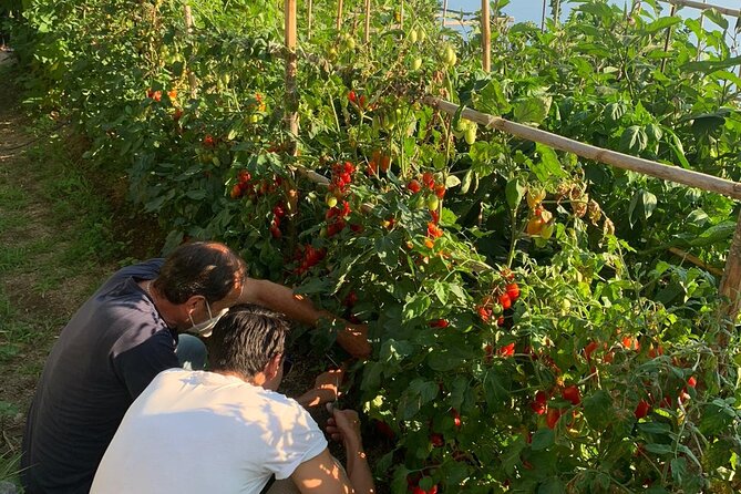 Pizza e Tiramisù class with local mum in Positano - The Beauty of the Positano View