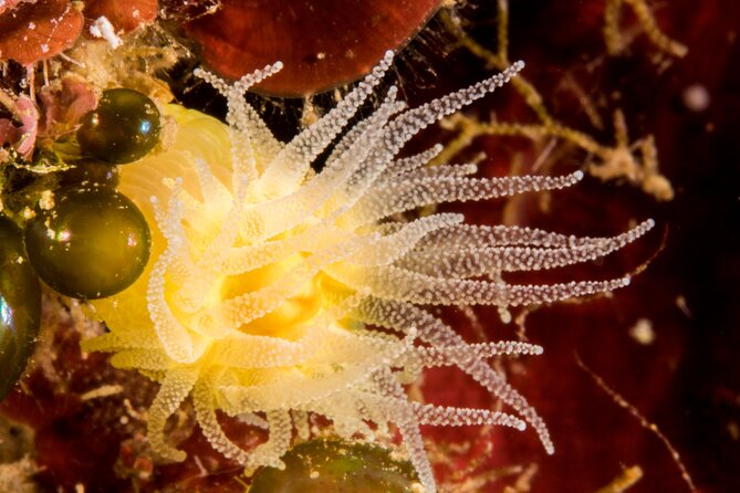 Plakias: Try Scuba Diving first time - Private, from 8 yrs. - Water Conditions and Marine Environment in Plakias