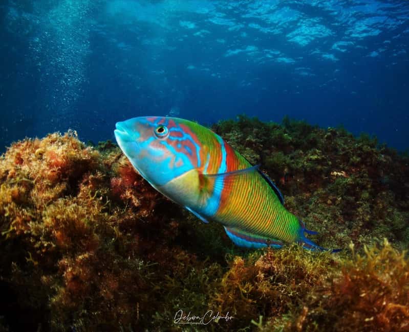 Playa Chica: Try Dive with Instructor - Key Points