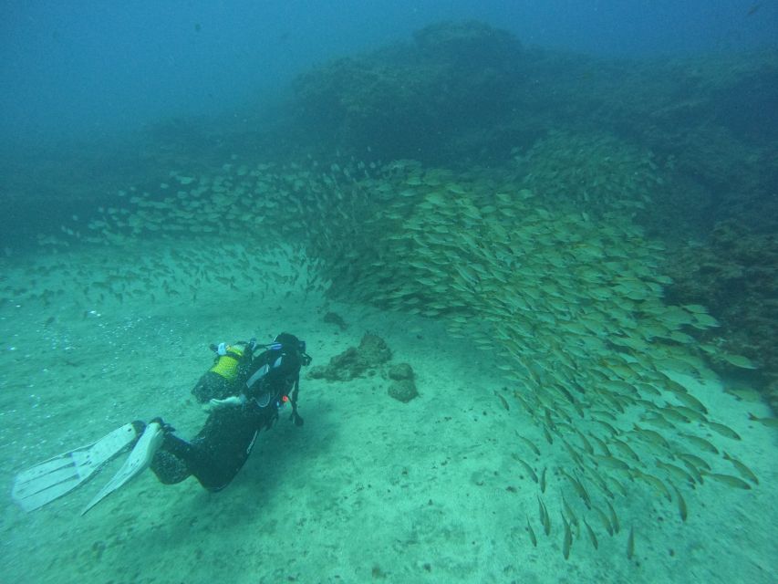 Playa Del Ingles: Discover Scuba Diving - Free Transfers - Full Training Session: Building Confidence Before the Dive