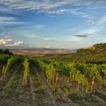 Podere Forte: Tour the winery and enjoy a tasting of three base wines - The Unique Setting of Podere Forte’s Winery