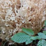 Poiana Braov: Wild Mushrooms & Secrets of the Forest - Learning About Mushrooms: Safe Identification and Mycorrhizal Relationships