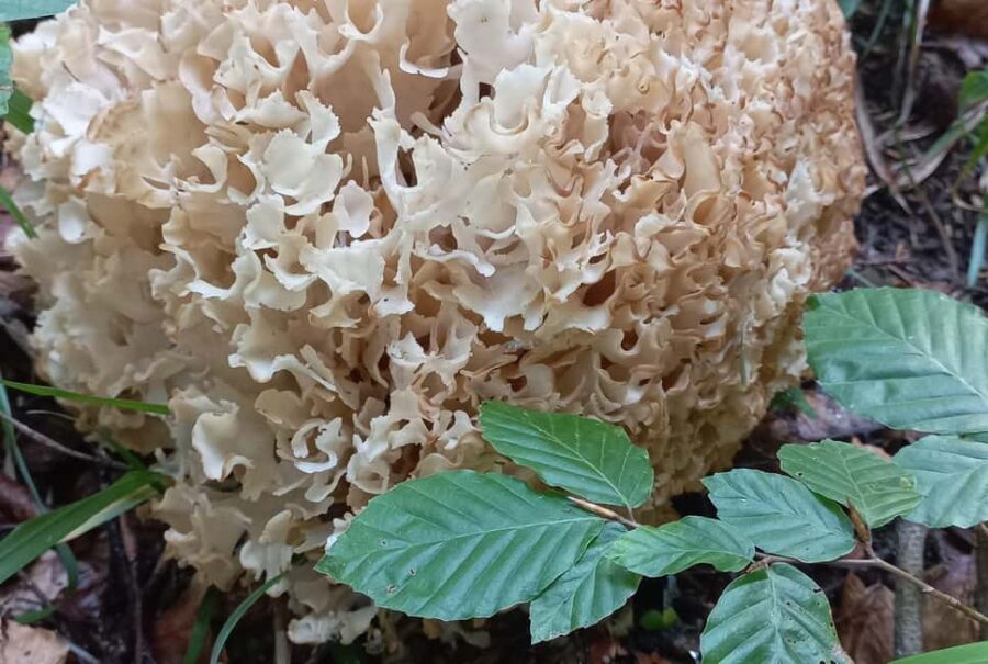 Poiana Braov: Wild Mushrooms & Secrets of the Forest - Learning About Mushrooms: Safe Identification and Mycorrhizal Relationships