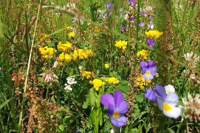 POIANA BRASOV and POSTAVARU CHALET eBike tour (BRASOV) - From Brasov to Poiana Brasov: Scenic Ride Through Forests