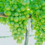 Pompei Archeological site and Wine tasting Experience - Inside the Pompeii Archaeological Site with a Local Guide