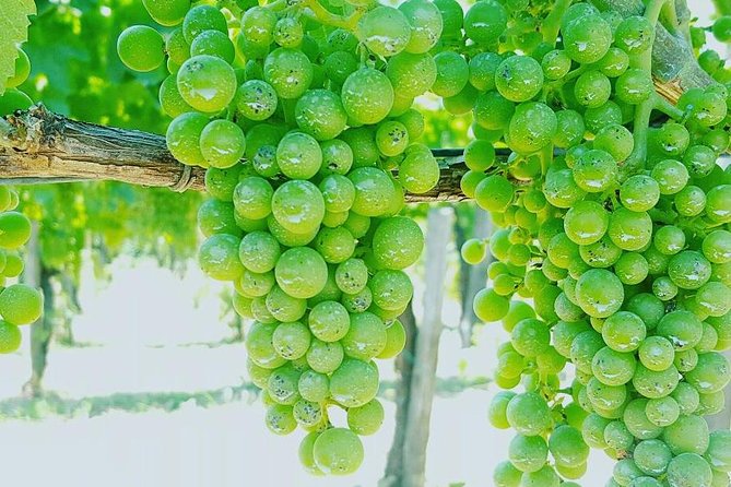 Pompei Archeological site and Wine tasting Experience - Inside the Pompeii Archaeological Site with a Local Guide