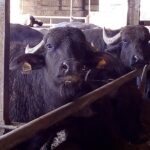 Pompeii and Herculaneum Skip-The-Line with Lunch and Wine Tasting from Rome - Discovering Pompeii with Optional Guided Tour