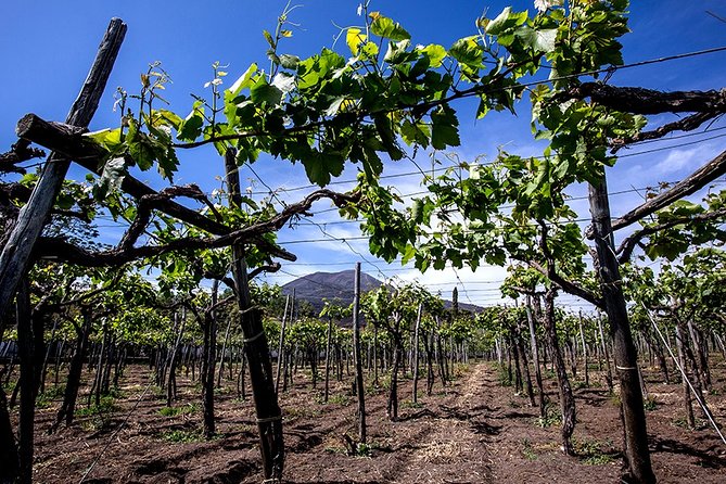 Pompeii Visit with Food and Wine tasting near Mt. Vesuvius - Visiting a Mountain-Slope Vineyard