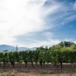 Pompeii Winery Tour, Tasting & Lunch - Visiting the Vineyard on Mount Vesuvius Slopes