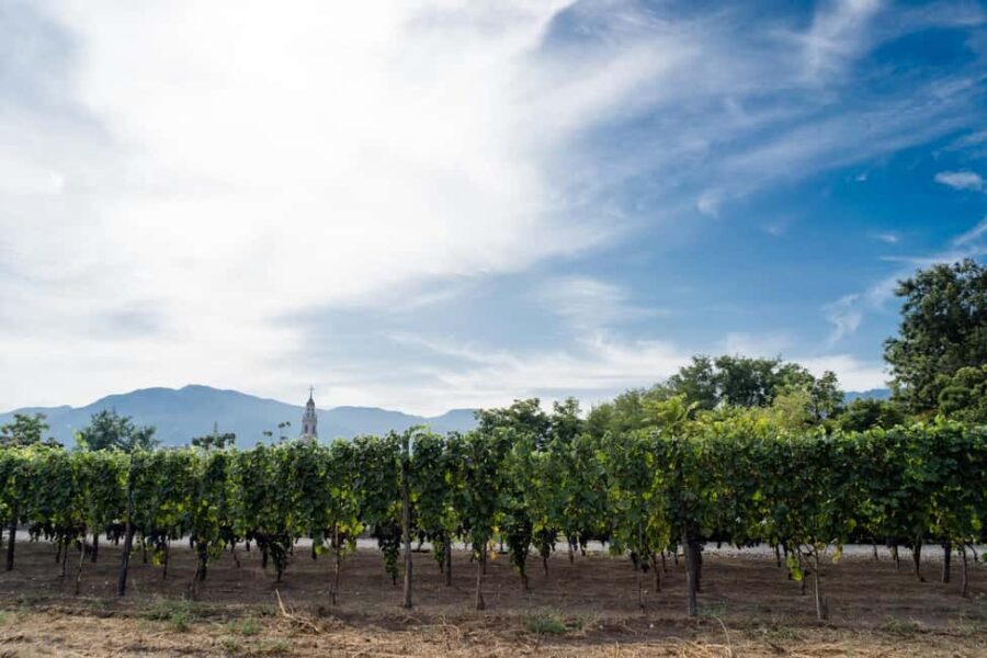 Pompeii Winery Tour, Tasting & Lunch - Visiting the Vineyard on Mount Vesuvius Slopes