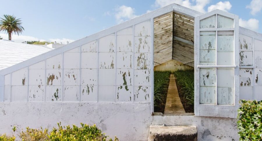 Ponta Delgada: Pineapple wine tasting and pineapple tour - The Origin of Azorean Pineapples and the Herdade do Ananás Greenhouses