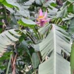 Ponta do Sol: Guided tour of the banana plantations by a local - Discovering Tropical Fruits and Farming Techniques