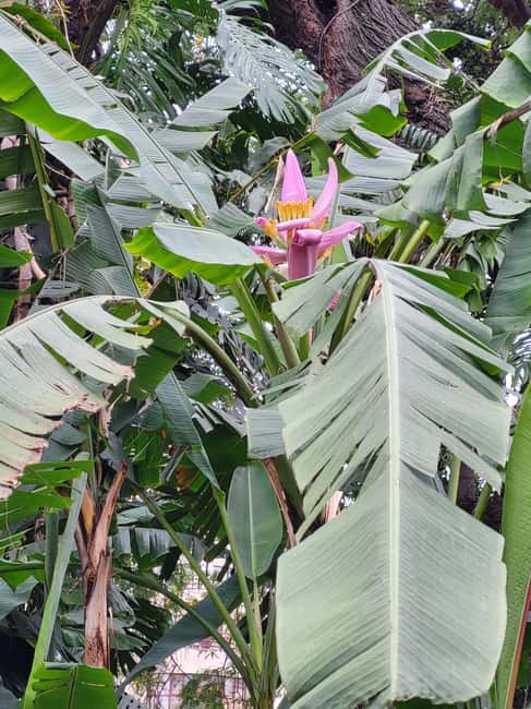 Ponta do Sol: Guided tour of the banana plantations by a local - Discovering Tropical Fruits and Farming Techniques