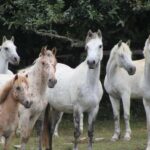 PONY DISCOVERY RIDE - Meeting Point in Brittany and Nearby Towns