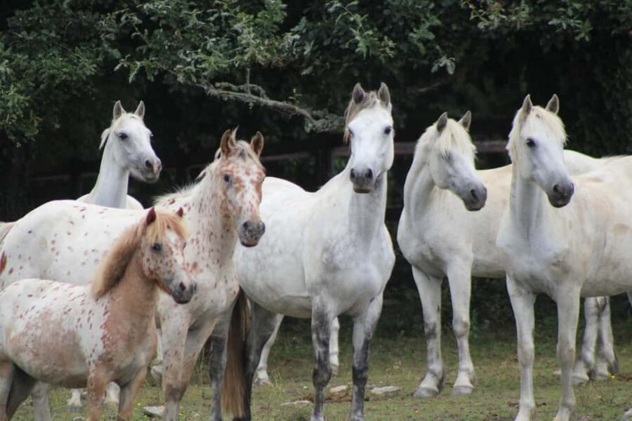 PONY DISCOVERY RIDE - Meeting Point in Brittany and Nearby Towns