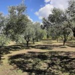 Pore: Olive Grove Walk and Tasting with Local Products - The Guided Walk Through the Olive Grove