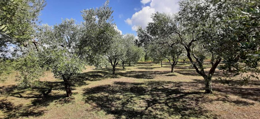Pore: Olive Grove Walk and Tasting with Local Products - The Guided Walk Through the Olive Grove