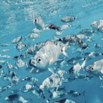 Port de Sóller: Snorkeling Tour with Professional Guide - Port de Sóller’s Crystal Waters and Marine Life