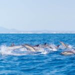 Portimão: 2.5 hours  Dolphins Watching  Biologist on Board - Key Points