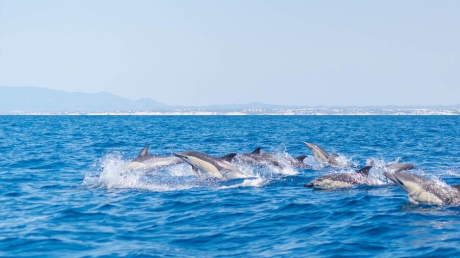 Portimão: 2.5 hours  Dolphins Watching  Biologist on Board - Key Points