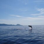 Porto: Half-Day Cruise Scandola Reserve & Calanche de Piana - Departing from Porto’s Marina for a Scenic Sea Adventure