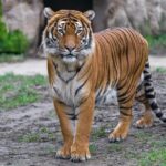Prague Zoo Admission Ticket including Round Trip Transfer - Exploring Prague Zoo’s 140-Acre Campus and Animal Exhibits