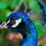 Prague: Zoo Entrance Ticket With Audio Guide & Transfer - Exploring Over 650 Animal Species