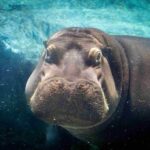 Prague Zoo: Skip-the-Line Entry Ticket - How to Enter Prague Zoo with a Skip-the-Line Ticket