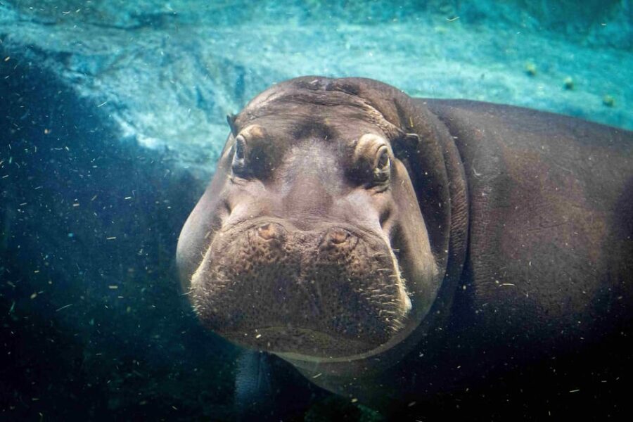 Prague Zoo: Skip-the-Line Entry Ticket - How to Enter Prague Zoo with a Skip-the-Line Ticket