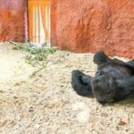 Prague Zoo Ticket with Online Audio Guide - The Separate Entry Ticket System