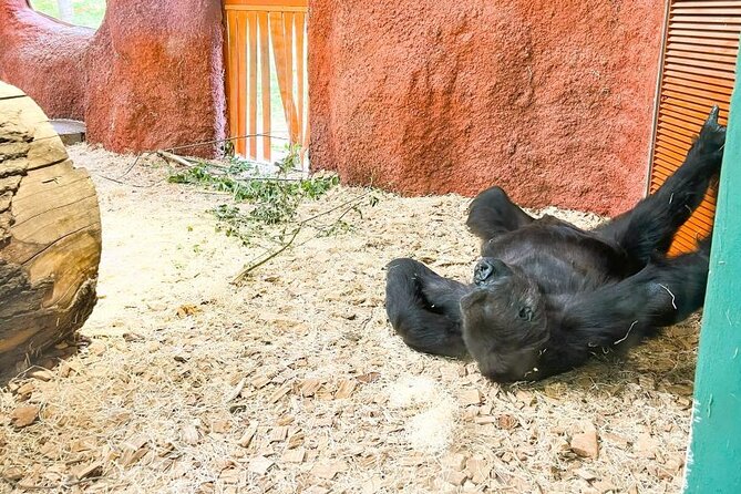 Prague Zoo Ticket with Online Audio Guide - The Separate Entry Ticket System