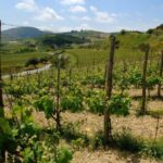 Premium Crete Olive oil tasting, Wine, Raki and Cretan food! - Visiting a Traditional Olive Oil Mill in Skalani