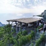 Premium Ischia Wine Tasting Experience with Transfer Included - Vineyard Guided Tour: Discovering Ischia’s Winemaking Roots