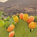 Premium romantic experience for couple in Mogan Gran Canaria - Practical Logistics and Group Size