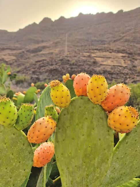 Premium romantic experience for couple in Mogan Gran Canaria - Practical Logistics and Group Size