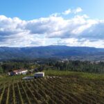 Premium Tasting | Quinta de Santa Cristina Vinho Verde - Starting Point at Quinta de Santa Cristina in Veade