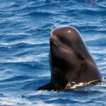 Private 2 hour Whale Watching Tour - Meeting at Puerto Colón Marina for a Hassle-Free Start